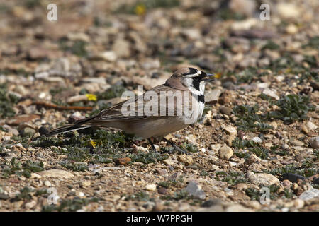 Shore/Horned Lark (Eremophila alpestris spp argalea oder hat) erwachsenen männlichen gegen Erde getarnt, See Manasarovar, Tibet. Juni Stockfoto