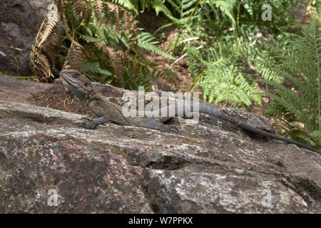 Kaschmir Rock Agama (Laudakia tuberculata) Danda Kermi, Humla Region, Nepal. Stockfoto