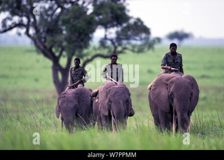 Domestizierte afrikanische Elefanten (Loxodonta africana) mit Cornacs über Garamba National Park, Nagero, Nord-östlichen Zaire, jetzt Demokratische Republik Kongo Stockfoto