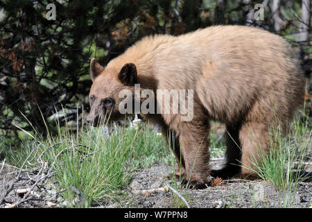 Amerikanischer Schwarzbär (Ursus americanus) Yellowstone National Park, Wyoming, USA Stockfoto