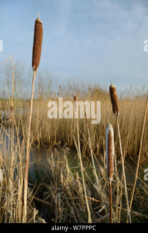 Mehr seedheads Bullrush/Reedmace (Typha latifolia) im Winter, GREYLAKE RSPB Reservat, Somerset, UK, Januar. Stockfoto