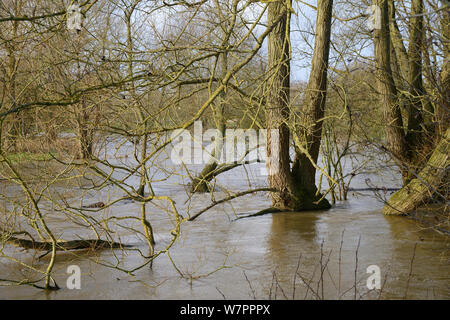 Bäume Fransen am Fluss Avon teilweise nach Wochen der Regen überschwemmt es verursachte seinen Banken, Lacock, Wiltshire, UK, Januar 2013 zu platzen. Stockfoto