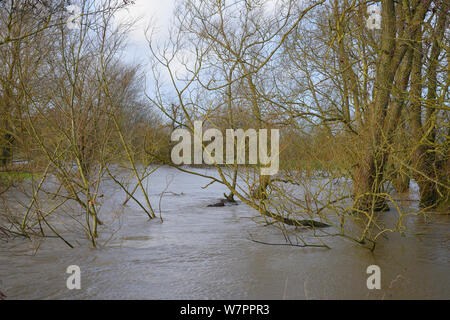 Bäume und Büsche Fransen am Fluss Avon teilweise nach Wochen der Regen überschwemmt es verursachte seinen Banken, Lacock, Wiltshire, UK, Januar 2013 zu platzen. Stockfoto