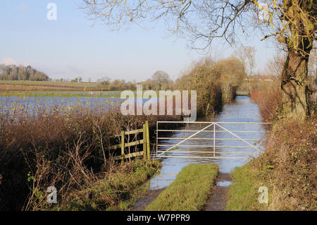 Überflutet Feldweg und Weiden auf der Somerset Levels in der Nähe von langport nach Wochen der Heavy Rain, UK, Dezember 2012. Stockfoto