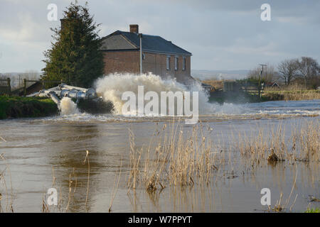 Hochwasser vom unteren Salz Moor gepumpt, in den Fluss Parrett in der Nähe von burrowbridge nach Wochen der schwere Regen, Somerset, UK, Januar 2013. Stockfoto