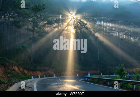 Sonnenstrahlen mit glänzenden durch den Kiefernwald Straße nebeliger Morgen, glänzender Strahl glänzt unter phantasievoll, um den neuen Tag zu begrüßen, die in den Vororten Stockfoto