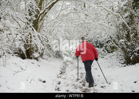 Frau in einem roten Mantel Wandern auf Schnee Wald Anschluss abgedeckt, Wiltshire, UK, Januar 2013. Model Released. Stockfoto