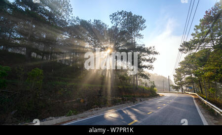 Sonnenstrahlen mit glänzenden durch den Kiefernwald Straße nebeliger Morgen, glänzender Strahl glänzt unter phantasievoll, um den neuen Tag zu begrüßen, die in den Vororten Stockfoto