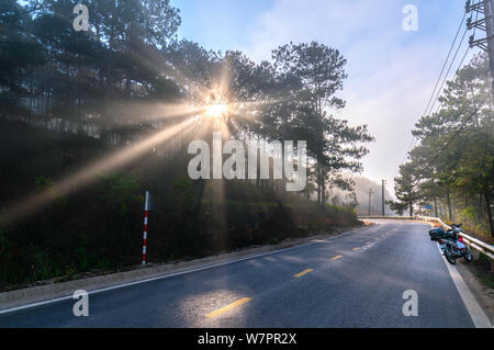 Sonnenstrahlen mit glänzenden durch den Kiefernwald Straße nebeliger Morgen, glänzender Strahl glänzt unter phantasievoll, um den neuen Tag zu begrüßen, die in den Vororten Stockfoto