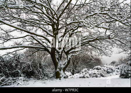 Eiche (Quercus robur) mit Schnee bedeckt, Epping Forest, London, UK, Januar. Stockfoto