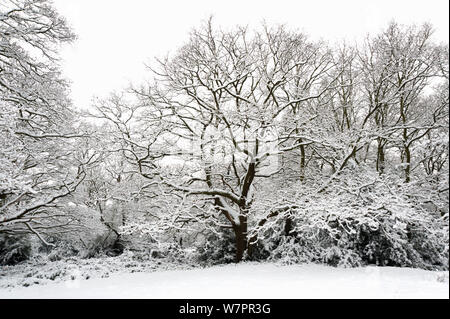 Eiche (Quercus robur) mit Schnee bedeckt, Epping Forest, London, UK, Januar. Stockfoto