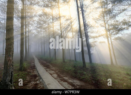 Sonnenstrahlen mit glänzenden durch den Kiefernwald Straße nebeliger Morgen, glänzender Strahl glänzt unter phantasievoll, um den neuen Tag zu begrüßen, die in den Vororten Stockfoto