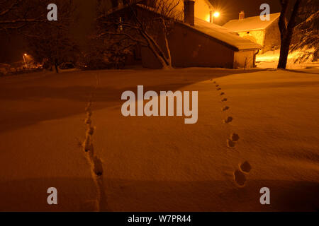 Tierspuren im Schnee in Garten: Steinmarder (Martes foina) rechts und Red Fox (Vulpes vulpes) links, Vogesen, Frankreich, Januar Stockfoto