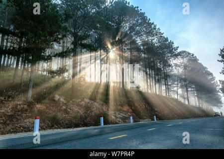 Sonnenstrahlen mit glänzenden durch den Kiefernwald Straße nebeliger Morgen, glänzender Strahl glänzt unter phantasievoll, um den neuen Tag zu begrüßen, die in den Vororten Stockfoto