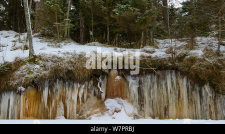 Eiszapfen von laufendem Wasser von Woodland über Baumwurzeln Systeme gebildet. Nordküste der Ostsee in Estland. Februar 2013. Stockfoto