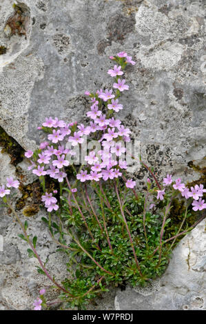 Fairy Fingerhut (Erinus alpinus) wachsen in zwischen Felsen, Picos de Europa, Spanien. Stockfoto