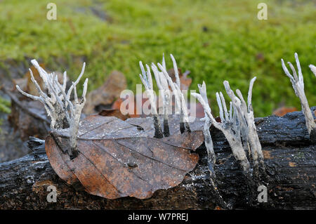 Candlesnuff Pilz (Xylaria hypoxylon) Wachstum durch Buche Blatt auf Baumstamm, mit weißen Sporen sichtbar, Sussex, England, November. Stockfoto