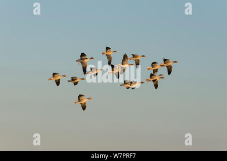 Graugänse (Anser anser) kleine Gruppe im Flug, Norfolk, England, Dezember Stockfoto