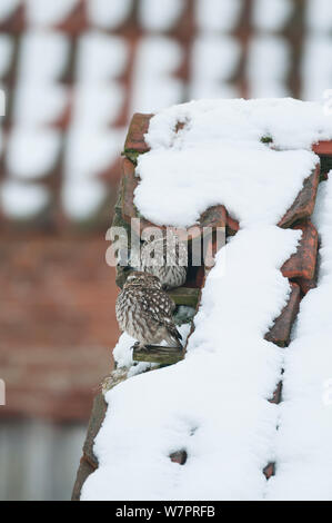 Steinkauz (Athene noctua) paar Erwachsene auf dem Dach von Schnee bedeckte verlassene Scheune, Norfolk, England, Januar Stockfoto