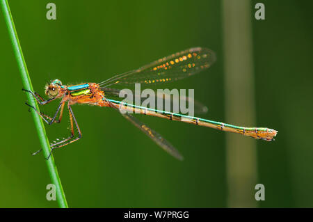 Weibliche Emerald damselfly (Lestes sponsa) in Ruhe. Studland Heide, Dorset, Großbritannien, Juli Stockfoto