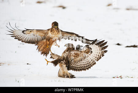 Zwei Mäusebussarde (Buteo buteo) Kampf um Nahrung in Schnee, Dransfeld, Hannover, Deutschland, Januar Stockfoto