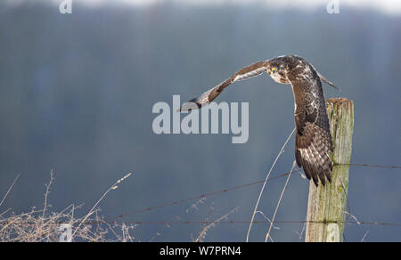 Mäusebussard (Buteo buteo), die von einem Post- und fliegen in Richtung Kamera, Dransfeld, Hannover, Deutschland, Januar Stockfoto