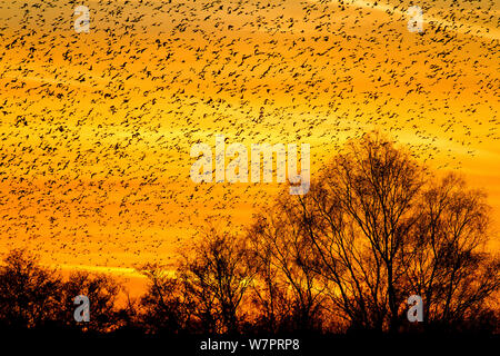 Riesige Herde von Stare (Sturnus Vulgaris) gegen orange Himmel bei Sonnenuntergang und Baum silouhettes, wie sie auf dem Sammeln in Schilf zu Roost, Schinken Wand RSPB Reservat, Somerset, England, UK, Dezember 2012 Stockfoto