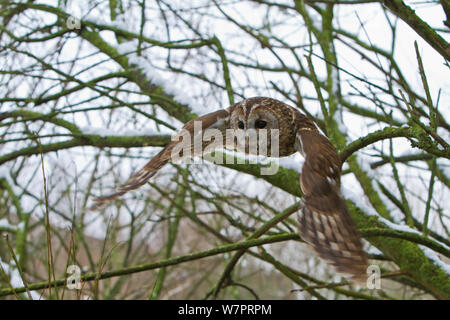 Waldkauz (Strix aluco) erwachsene Frau, die von der Niederlassung in verschneiten Wäldern, ausgebildete Vogel, Somerset, UK, Januar Stockfoto