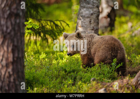Europäische Braunbär (Ursus arctos arctos) Cub in Wald. Kajaani, Finnland. Juni. Stockfoto