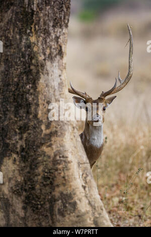 Chital/Reh Hirsch (Achse) Peering um Baumstamm entdeckt. Bandhavgarh Nationalpark, Indien, März. Stockfoto