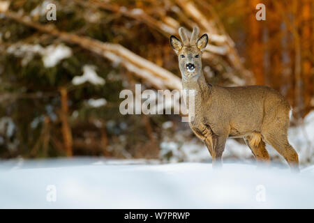 Junge Rehe (Capreolus capreolus) im Schnee, mit Zähne, Südnorwegen, März. Stockfoto