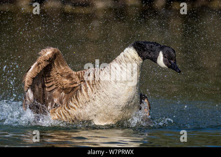 Kanadagans (Branta canadensis) baden. Südliches Norwegen, März. Stockfoto