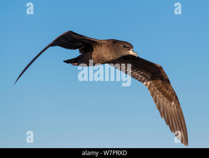 Westland Petrel (Procellaria westlandica) im Flug vor der Küste von Kaikoura. Kaikoura, South Island, Neuseeland, Januar. Stockfoto