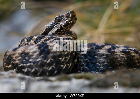 Asp Viper (Vipera aspis) mit dem Kopf angehoben. Gletsch, Schweiz, September. Kontrollierten Bedingungen. Stockfoto