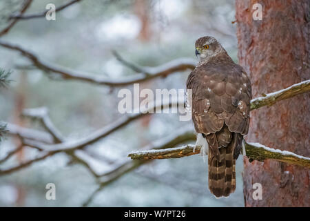 Frau Habicht (Accipiter gentilis) auf Zweig thront. Südliches Norwegen, Dezember. Stockfoto