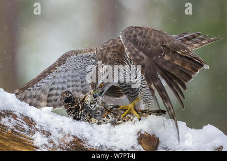 Frau Habicht (Accipiter gentilis) Fütterung auf ein haselhuhn (Tetrastes bonasia). Südliches Norwegen, Dezember. Stockfoto