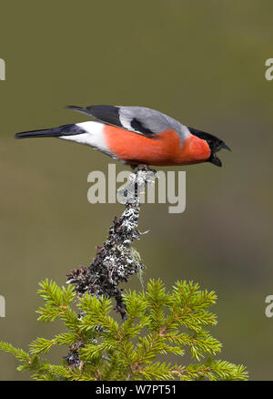 Gimpel (Pyrrhula pyrrhula) männlichen auf einer Flechte bedeckt in Gefahr Anzeige, Norwegen, April Fichte thront. Exlibris von Danny's Grün" Die lange Reise nach Norden" Stockfoto