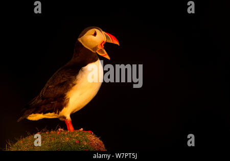 Papageitaucher (Fratercula arctica) Aufruf im späten Abendlicht, Latrabargh, Island, Juni. Exlibris von Danny's Grün" Die lange Reise nach Norden" Stockfoto