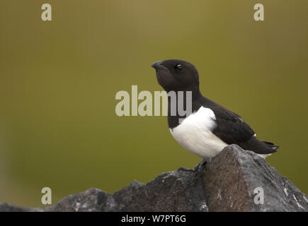 Little Auk (Alle alle) im Sommer Zucht Gefieder thront auf Rock, Svalbard, Juli 2008. Exlibris von Danny's Grün" Die lange Reise nach Norden" Stockfoto