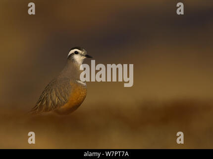 Dotterel (Charadrius morinellus) erwachsenen weiblichen im Sommer Gefieder auf Nährböden, Cairngorms, Schottland, Mai. Exlibris von Danny's Grün" Die lange Reise nach Norden" Stockfoto