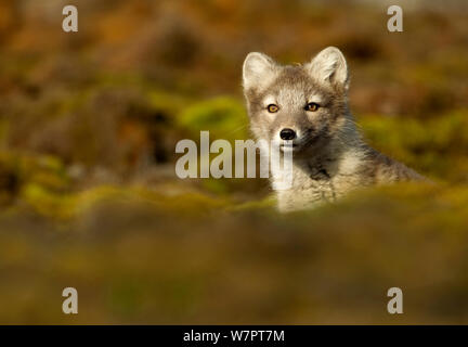 Arctic Fuchs (Vulpes lagopus) Cub, Spitzbergen, Svalbard, Juli. Exlibris von Danny's Grün" Die lange Reise nach Norden" Stockfoto