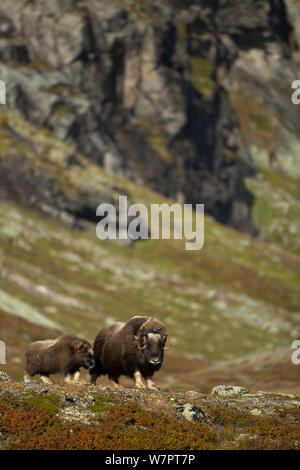 Moschusochsen (Ovibos moschatus) mit jungen Kalb in Berg Lebensraum. Nationalpark Dovrefjell, Norwegen, September. Exlibris von Danny's Grün" Die lange Reise nach Norden" Stockfoto