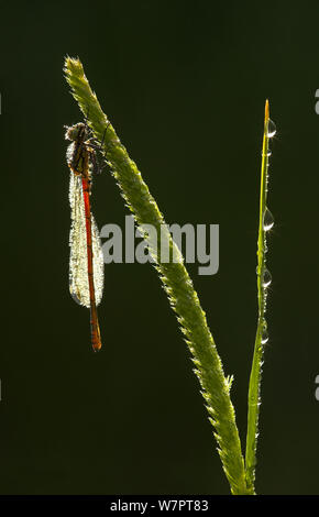 Große rote damselfly (Pyrrhosoma nymphula) Männliche ruht auf Vegetation, Glen Afric, Schottland, Juni. Exlibris von Danny's Grün" Die lange Reise nach Norden" Stockfoto