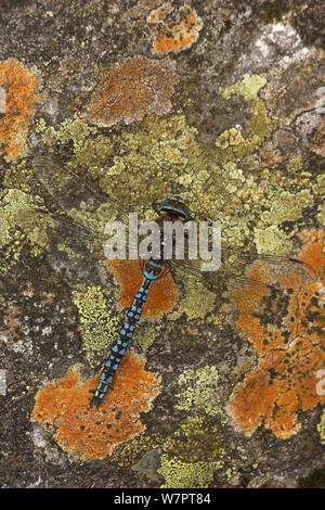 Azure hawker Dragonfly (Aeshna caerulea) männliche Sonnenbaden auf Flechten rock, Schottland, Juli abgedeckt. Exlibris von Danny's Grün" Die lange Reise nach Norden" Stockfoto