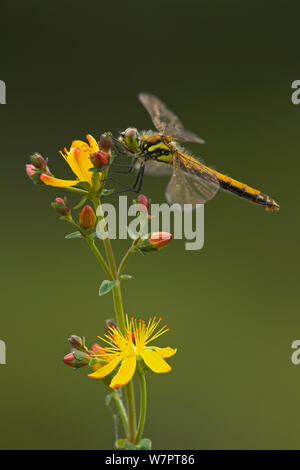 Schwarz darter (Sympetrum danae) männliche Dragonfly Ruhestätte auf Johanniskraut (Hypericum perforatum), Glenn Afric, Schottland, Juli. Exlibris von Danny's Grün" Die lange Reise nach Norden" Stockfoto