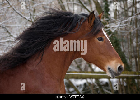 Headshot von laufenden Franches Montagnes (Freiberger) Pferd Hengst 'Hombre', am Nationalgestüt in Avenches, im Kanton Waadt, Schweiz. Stockfoto