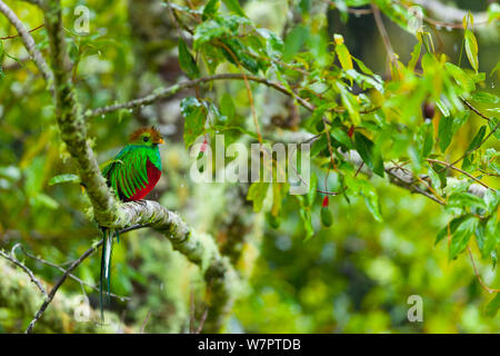 Quetzal (Pharomachrus mocinno) männlich in den Wilden avocado Baum, Cloud Forest, Los Quetzales Nationalpark, Savegre Tal, Talamanca, Costa Rica, Mittelamerika Stockfoto