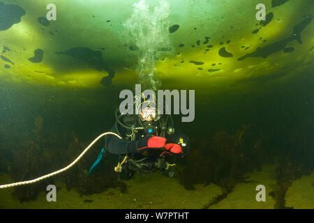 Scuba Diver unter Eis, Arctic Circle Dive Center, Weißes Meer, Karelien, Nordrussland, März 2010 Stockfoto