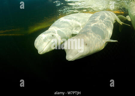 Beluga Wale (Delphinapterus leucas) zwei Schwimmen unter Eis, Arctic Circle Dive Center, Weißes Meer, Karelien, Nordrussland, Captive Stockfoto