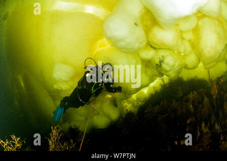 Taucher unter Eis und Eisbildung, Polarkreis Dive Center, weißes Meer, Karelien, Nordrussland März 2010 Stockfoto